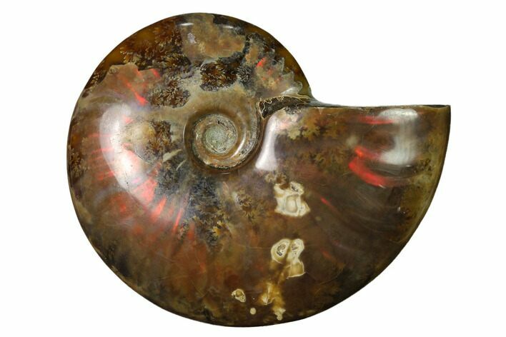 Flashy Red Iridescent Ammonite #155164
